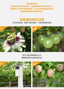 精準扶貧，果香情濃 現摘現發百香果，5斤裝新鮮直送到家