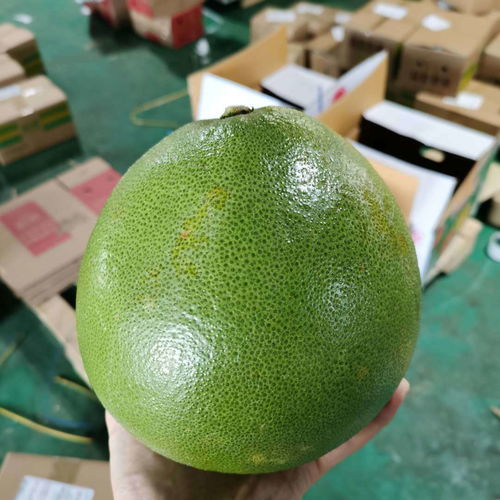 泰國青柚 白心金柚，當季鮮果的醇香誘惑